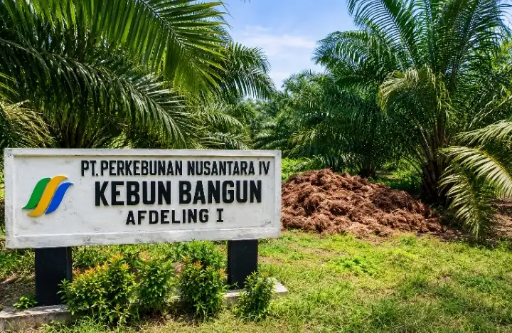DPD SUMUT Geram Banten Indonesia Soroti Tangkos Menumpuk Di Afd 1 Kebun Bangun, Diduga Tak Sesuai Prosedur Pemupukan.