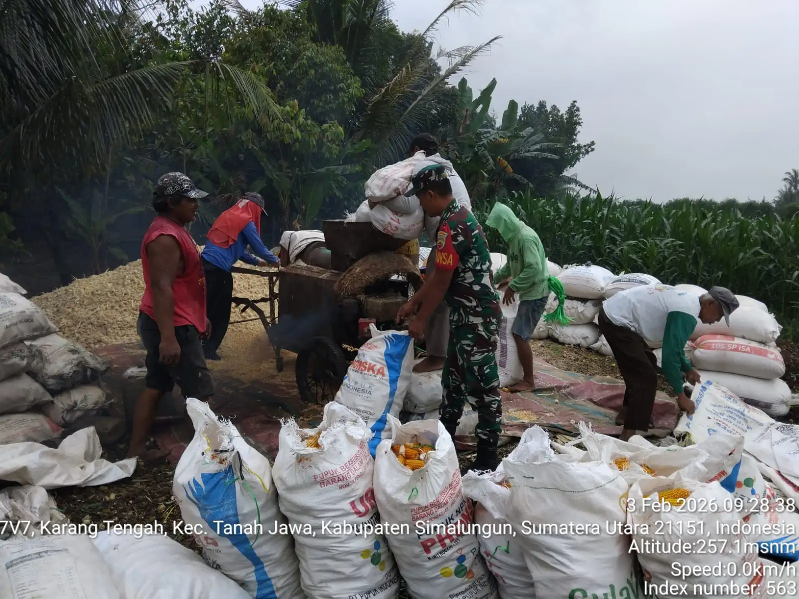 Babinsa Koramil 10/Tanah Jawa Dampingi Petani, Bantu Penggilingan Jagung Pascapanen Di Nagori Bahjambi II.