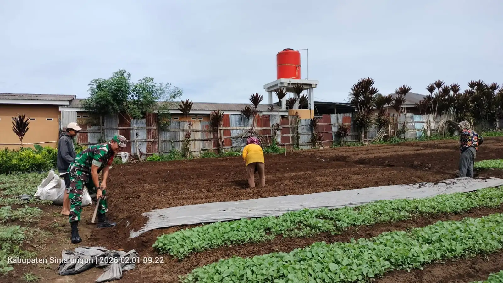 Babinsa Koramil Saribudolok Turun Langsung Dampingi Petani Kelola Lahan Pertanian.