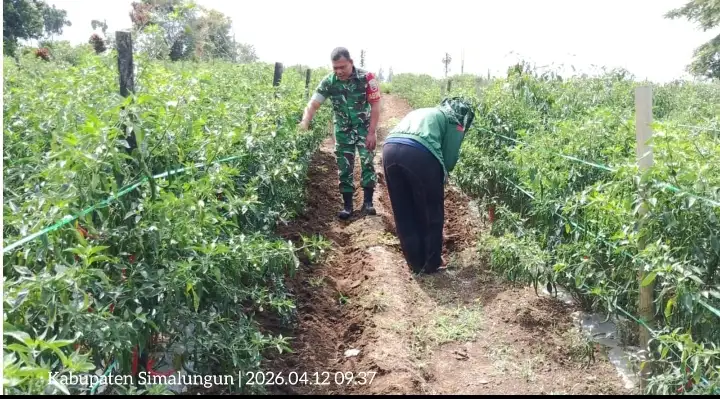 Babinsa Koramil 12/Saribudolok Bantu Petani Cabai Bersihkan Gulma Di Kelurahan Saribudolok.