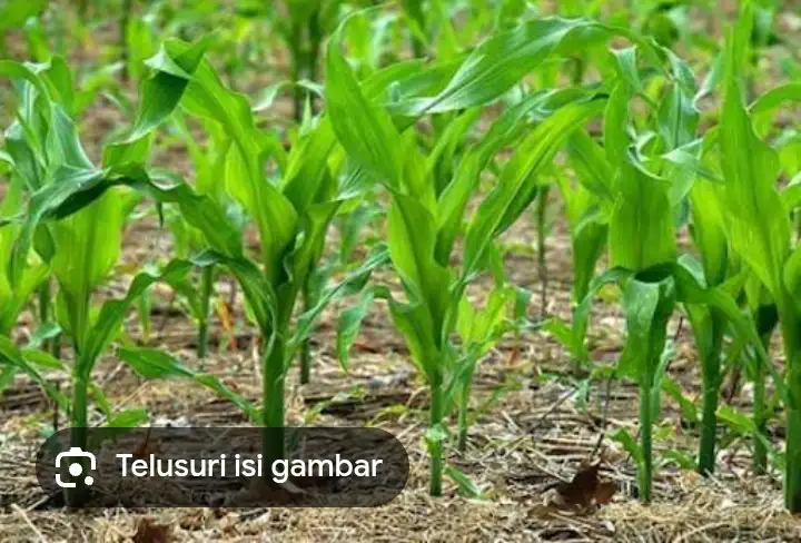 Bendahara BUMNag Bah Jambi 2 Akui Usaha Jagung 2025 Rugi, DPD SUMUT Geram Banten Indonesia Soroti Pengelolaan Dana Rp165 Juta.