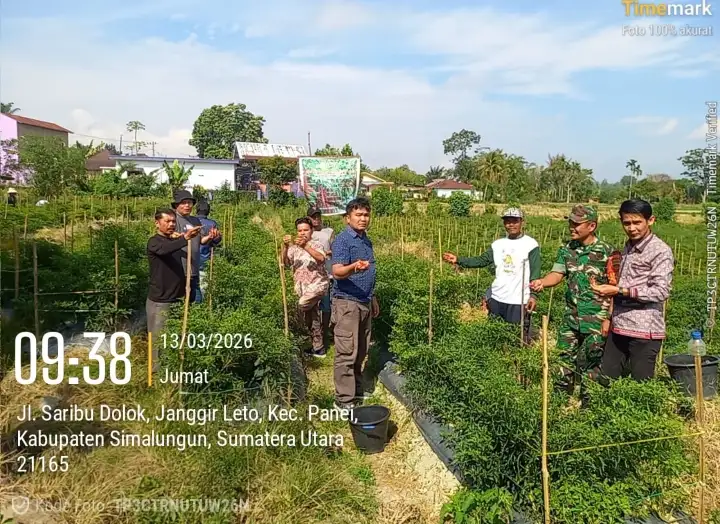 Babinsa Pane Tongah Hadiri Panen Perdana Cabai Merah BUMNag Pados Tahi, Semangat Baru Bagi Petani Nagori Janggir Leto.