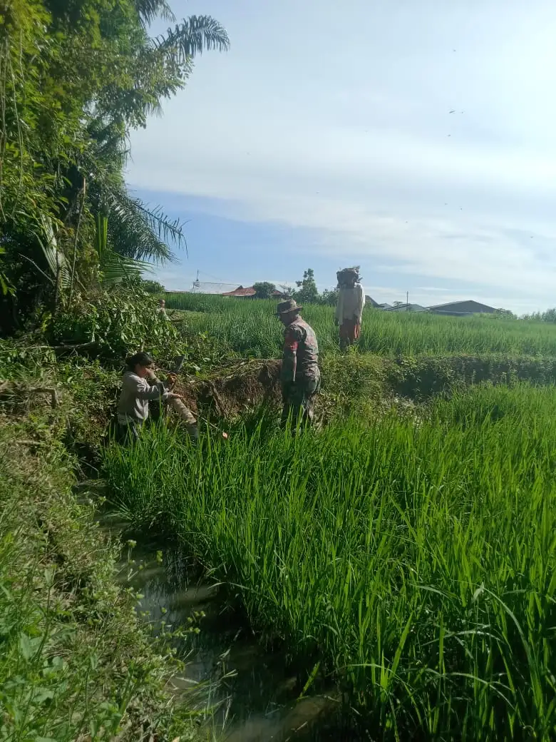 Babinsa Sigap Bantu Petani, Bersihkan Pohon dan Bambu yang Menimpa Sawah Akibat Angin Kencang.