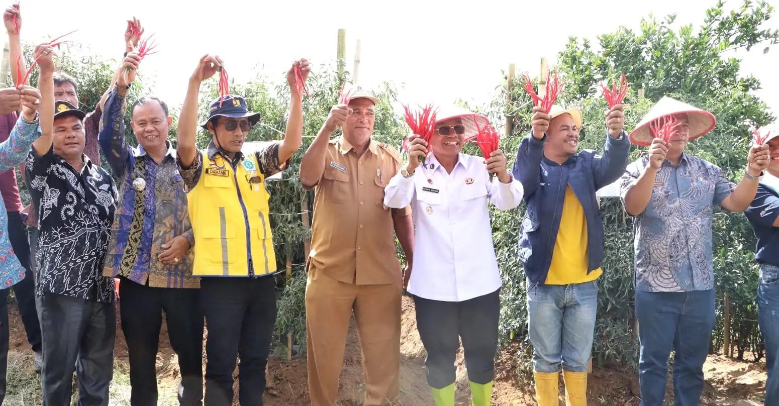 Dorong Komoditas Unggulan Tingkatkan Kesejahteraan Petani, Bupati Simalungun Lakukan Panen Raya Cabai Lokal Siboras.