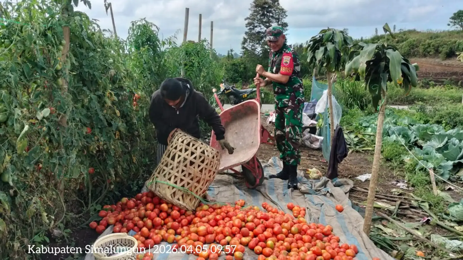 Babinsa Turun ke Ladang, Panen Tomat Bersama Warga DiSaribu Dolok.