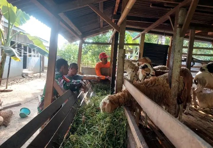 Dari Komsos ke Peluang Usaha, Babinsa Serbelawan Ajak Warga Kembangkan Peternakan Kambing.