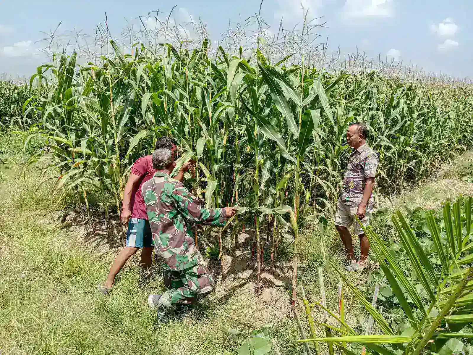 Babinsa Bosar Maligas Dampingi Petani Jagung, Dorong Panen Maksimal Dan Dukung Ketahanan Pangan.