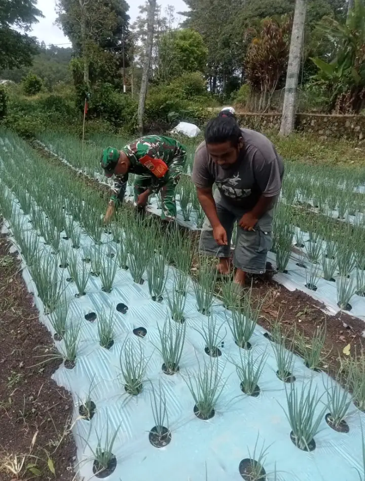 Hangatnya Kebersamaan Di Ladang Bawang, Babinsa Jadi Penyemangat Petani Di Dolok Pardamean