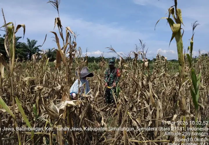 Sentuhan Babinsa di Ladang Jagung, Wujud Kepedulian Nyata untuk Petani Di Tanah Jawa.